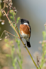 Tarier pâtre, Traquet pâtre, Saxicola rubicola,  European Stonechat, male