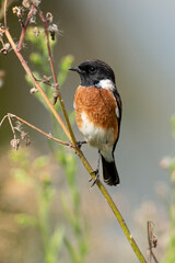 Tarier pâtre, Traquet pâtre, Saxicola rubicola,  European Stonechat, male
