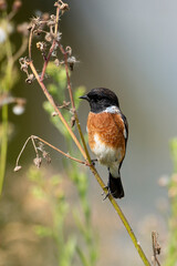 Tarier pâtre, Traquet pâtre, Saxicola rubicola,  European Stonechat, male