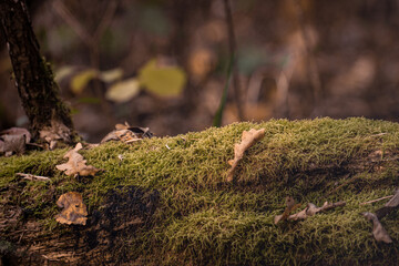 moss on the tree