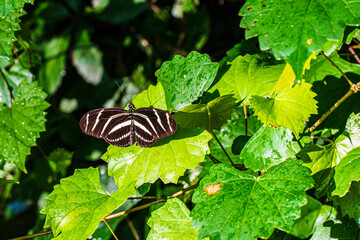 Zebra Longwing Butterfly gathering solar heating
