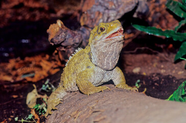 Tuatara.