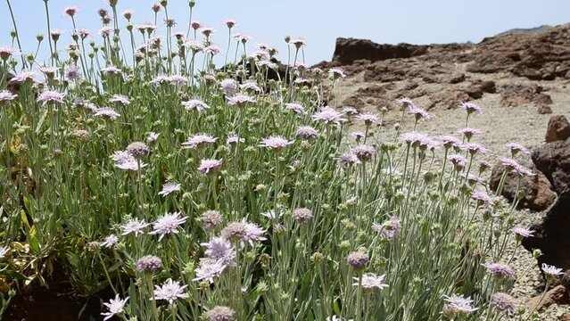 Pterocephalus lasiospermus  endemic to Tenerife in Teide National Park,Canary Islands,Spain,4K.