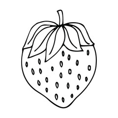 Strawberry hand drawn outline doodle icon. Vector sketch drawing of healthy berry - fresh raw strawberry for print, web, mobile and infographics isolated on white background. 