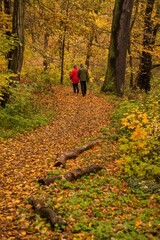 Fototapeta premium Spaziergänger im Herbstwald