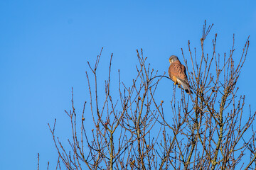 Kestrel resting in a tree on a sunny winters day