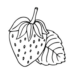 Strawberry hand drawn outline doodle icon. Vector sketch drawing of healthy berry - fresh raw strawberry for print, web, mobile and infographics isolated on white background. 