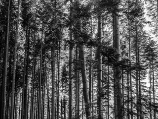 Very tall pine trees at Kilmun forrest, Scotland, UK
