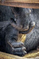 Western Lowland Gorilla (Gorilla gorilla gorilla) © philipbird123