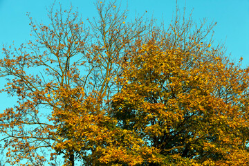 trees in a mixed forest during leaf fall
