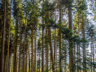 Fototapeta premium Very tall pine trees at Kilmun forrest, Scotland, UK