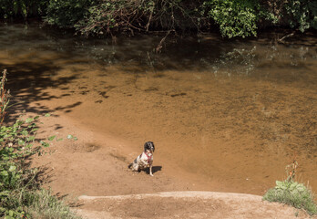 Obraz na płótnie Canvas Cocker spaniel taking a dip in the river Bollin at Styal country park, Cheshire, UK