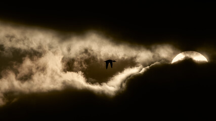 Flying into the light, a duck in silhouette heading towards the sun