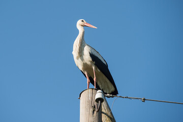 Beautiful one white storks Ciconia ciconia on a background of blue sky