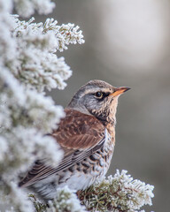 Fieldfare in a winter setting with snow covered branches