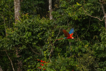 scarlet macaw in flight in front of rainforest in Manu National Park Peru
