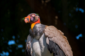 Close up portrait of a King Vulture (Sarcoramphus papa)