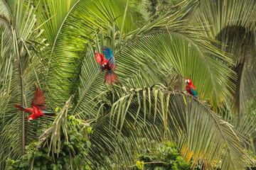 green headed macaws in movement in Manu National Park Made de Dios Peru
