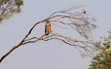 Juvenile Black-chested Snake Eagle, Kruger National Park