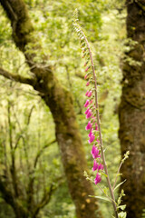Flor de campânula