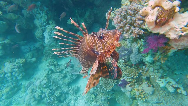 Red Sea lionfish swimming on tropical coral reef