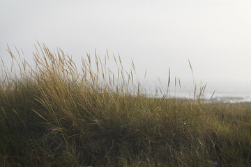 Fototapeta premium Vegetação Marítima