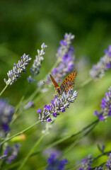 Borboleta em Lavanda