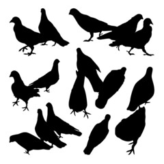 Vector Collection Set of Pigeon Bird Silhouettes 