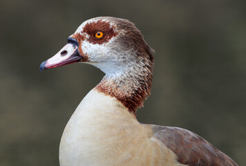 Egyptian Goose, Kruger National Park