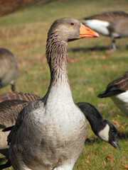 Geese 