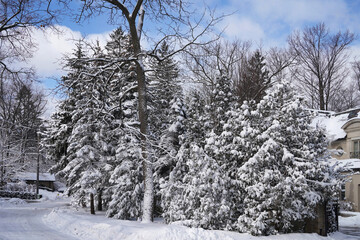 Suburban residential street with snow covered pine trees