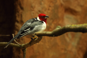 The red-cowled cardinal (Paroaria dominicana) sitting on the old brown branch.