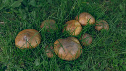 Edible mushrooms in the grass