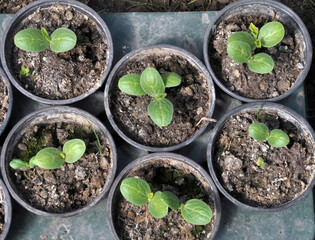 Growing seedlings of cucumbers in plastic pots