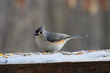 Tufted Titmouse