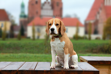 beagle on green grass in the old town