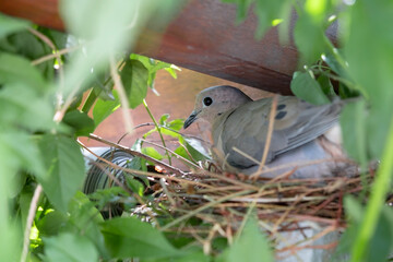 dove in nest among foliage and pergola