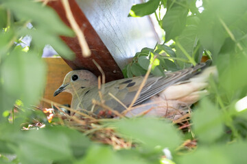 dove in nest among foliage and pergola