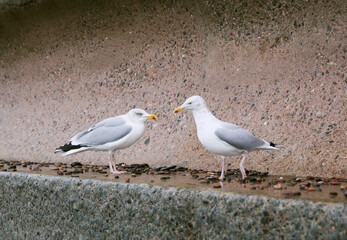 Seagull on the beach , Gulls fighting for food on the shore