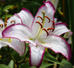 Lilium Hotline © Frederic.M