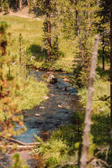Creek running through the woods 