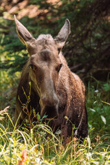 Moose walking in forest and eating grass 