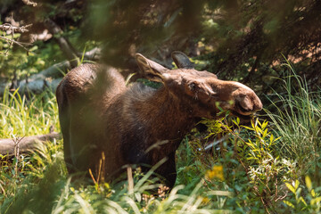 Moose walking in forest and eating grass 