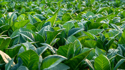 Nicotiana(Tobacco plants) is a genus of herbaceous plants and shrubs in the family Solanaceae