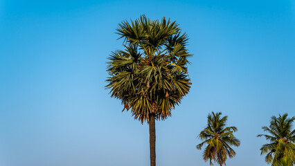 Obraz premium Borassus tree (palms tree) is a genus of five species of fan palms