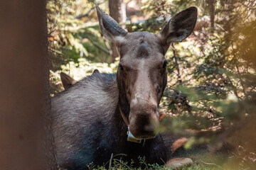 Mom moose laying in woods 