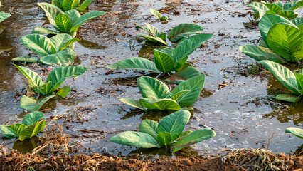 Nicotiana(Tobacco plants) is a genus of herbaceous plants and shrubs in the family Solanaceae
