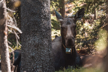 Mom moose laying in woods 