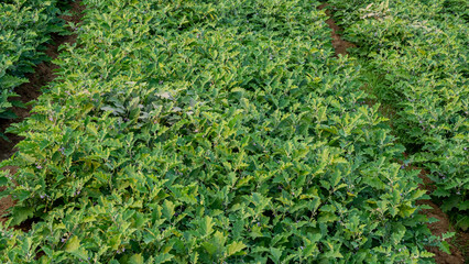 Obraz premium Eggplant, aubergine or brinjal is a plant species in the nightshade family Solanaceae. Solanum melongena is grown worldwide for its edible fruit. Most commonly purple, the spongy, absorbent fruit.