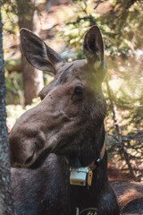 Mom moose laying in woods 
